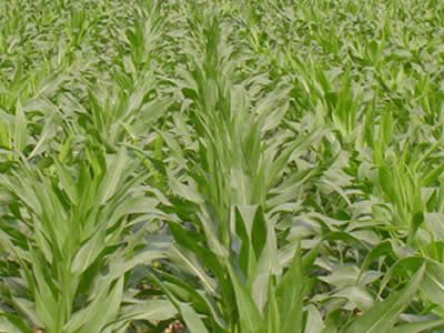 Project 6 - Crop Diversification