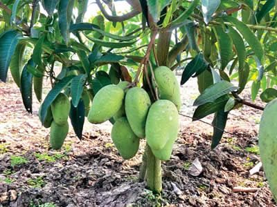 Project 7 - Year Round Fruits Production