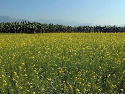 Project - Minor High Value crops