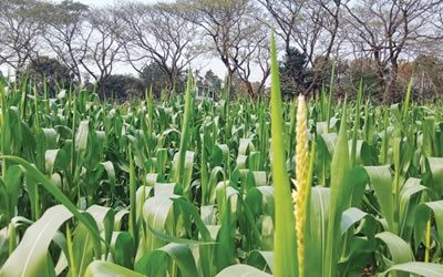 10 - Maize-rice production status and needs