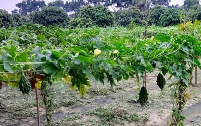 5 - CSA in Bangladesh