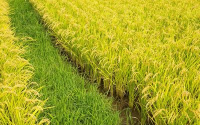 6 - Profiling CSA in Bangladesh