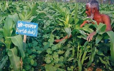 7 - Maize-Rice Cropping System