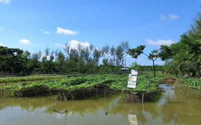 8 - Farming Systems in Bangladesh
