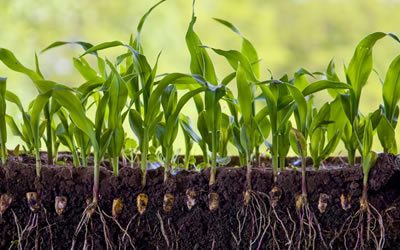 9 - Root trials