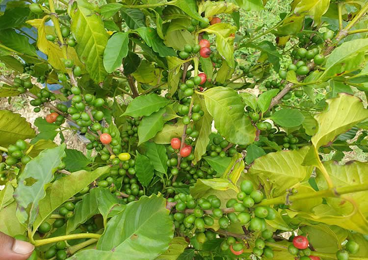 Coffee and Cashew Nut Production