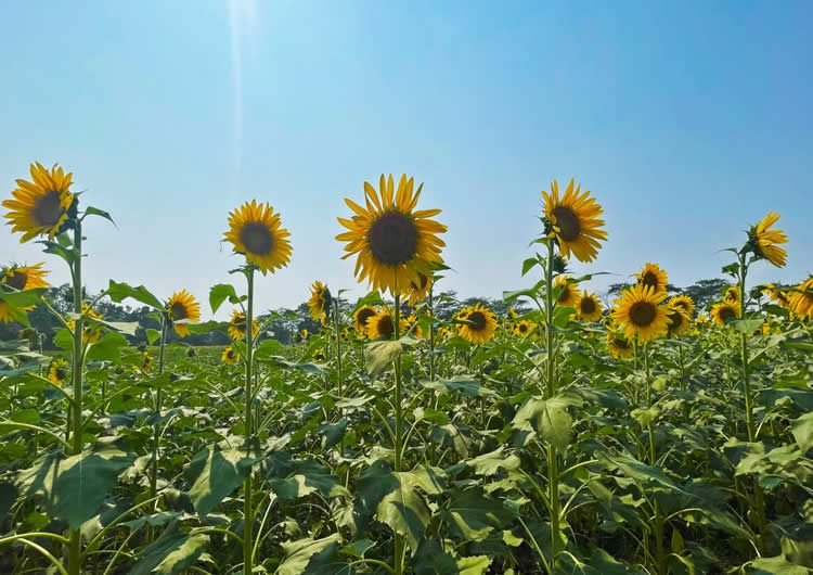 High value crops production