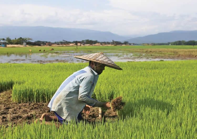 Sector Action Plan on Agriculture Bangladesh