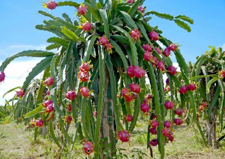 Year-round Fruits Production in Bangladesh