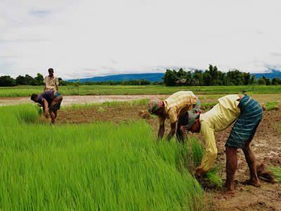 Project 3 - Sector Action Plan on Agriculture